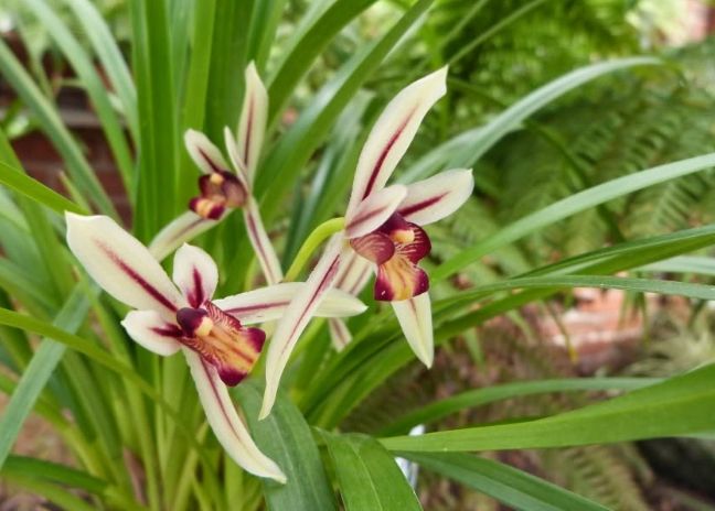 蘭花養護技巧 蘭花養護技巧