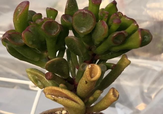 多肉葉子變黃原因 多肉葉子變黃原因