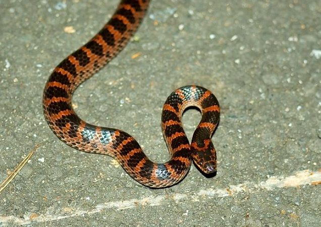 紅色蛇 夢境 解析 紅色蛇 夢境 解析