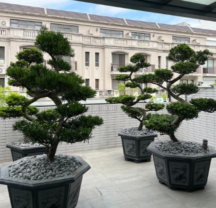 羅漢松造型技巧 羅漢松造型技巧