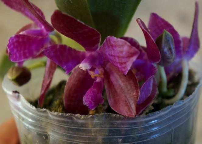 購買蘭花注意事項