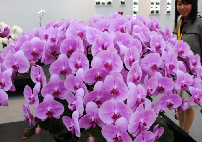 蘭花毒性寵物 蘭花毒性寵物