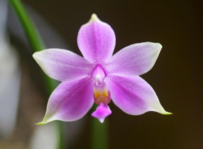 室內蘭花養護 室內蘭花養護