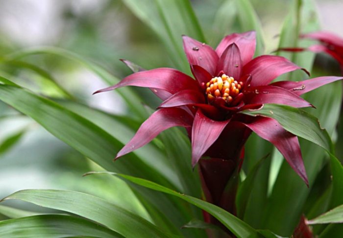 凤梨花修剪时间 凤梨花修剪时间