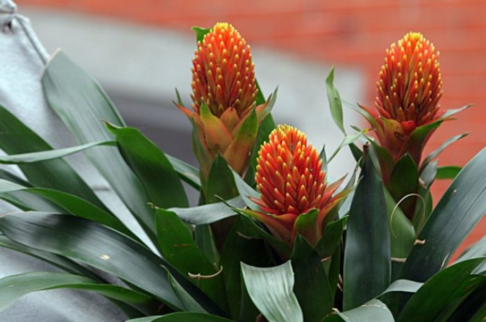 凤梨花修剪技巧 凤梨花修剪技巧