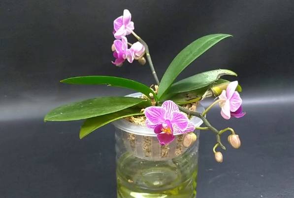 蘭花水培換水技巧 蘭花水培換水技巧