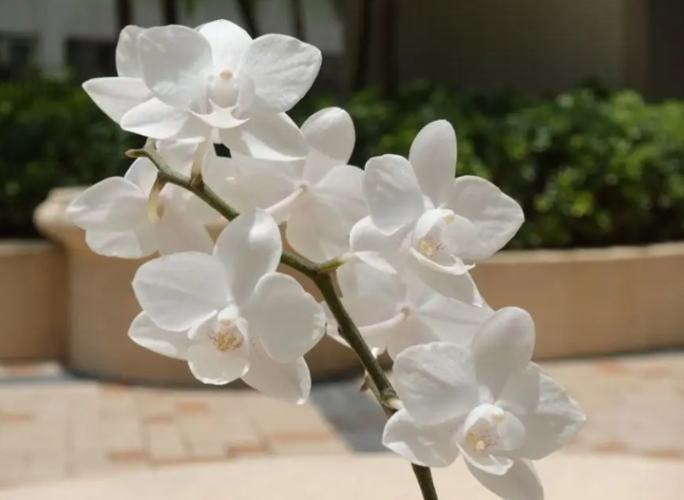 蘭花風水 蘭花風水