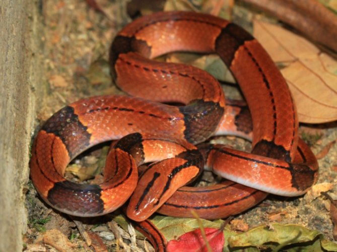 紅色蛇 夢境 解析 紅色蛇 夢境 解析