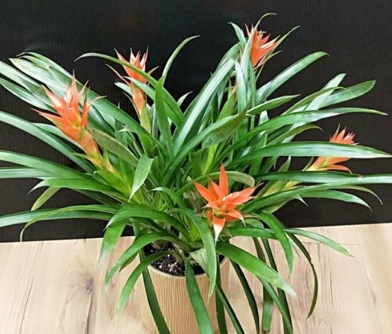 鳳梨花照顧方法