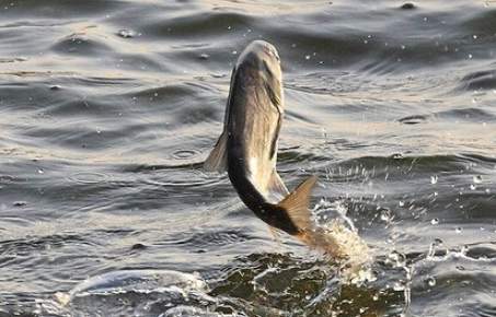 魚在空中游夢境解析