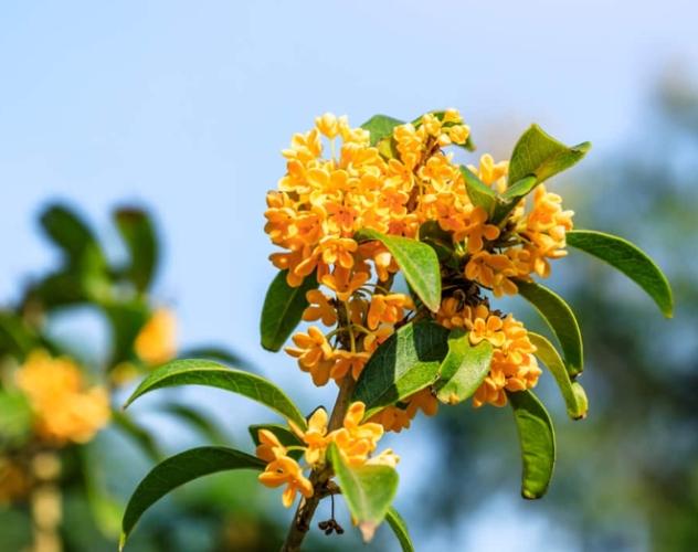 桂花病蟲害防治