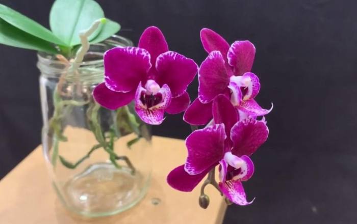 全水耕蘭花養護 全水耕蘭花養護