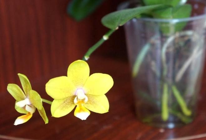 水培蘭花 水培蘭花