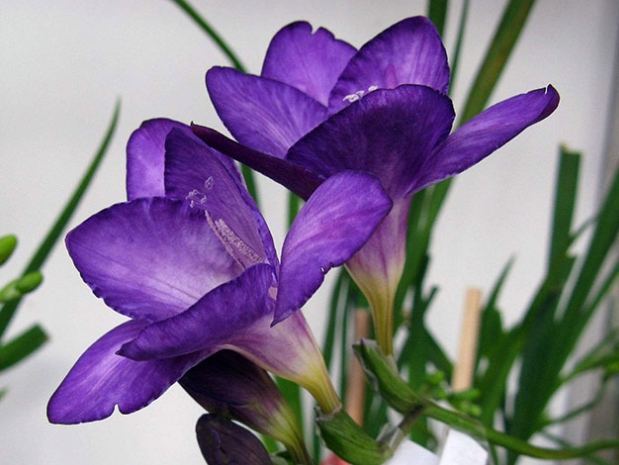 小蒼蘭種植 小蒼蘭種植