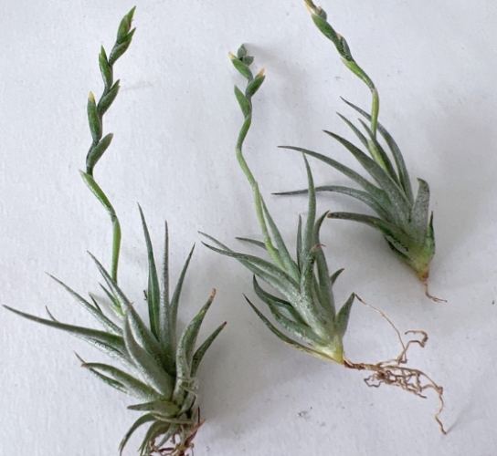 空气凤梨松萝品种 空气凤梨松萝品种