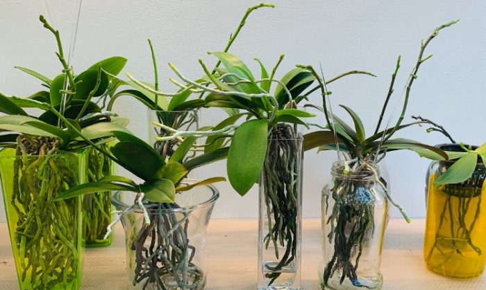 水培蘭花 水培蘭花