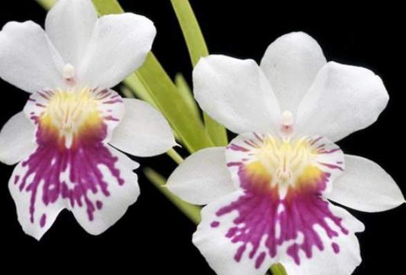 文心蘭澆水方法