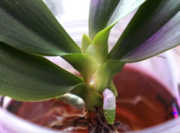 水培蘭花教學 水培蘭花教學