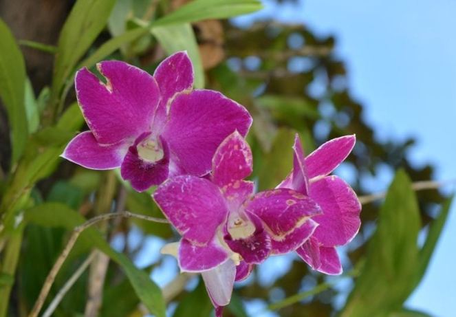 室內蘭花養護 室內蘭花養護