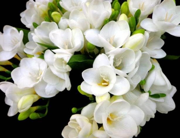 白色小蒼蘭象徵 白色小蒼蘭象徵