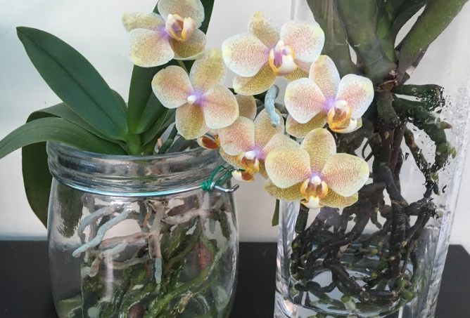 蝴蝶蘭水培方法