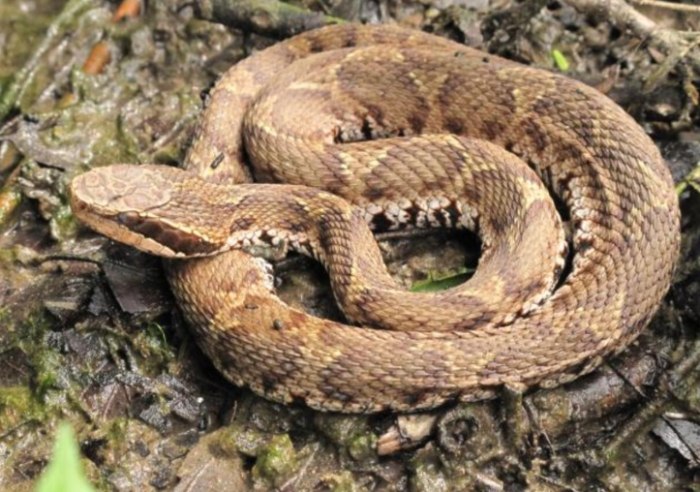 夢到很多蛇在路上解夢 夢到很多蛇在路上解夢