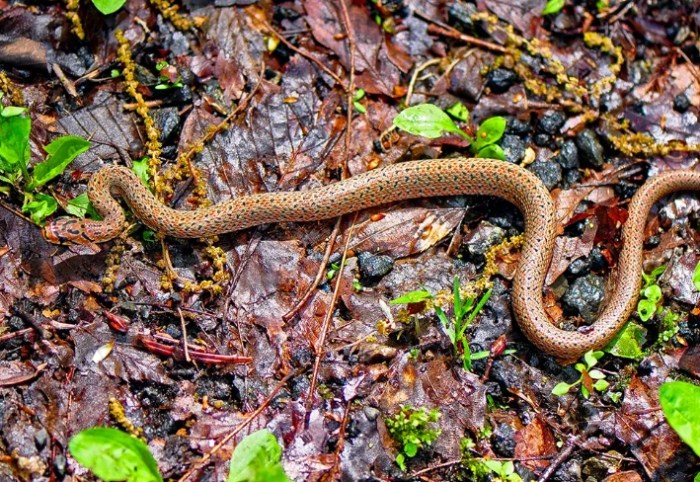 夢到很多蛇在路上解夢 夢到很多蛇在路上解夢