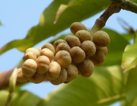 玉蘭花果實用途