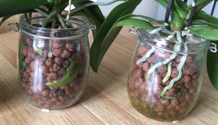 水培蘭花方法 水培蘭花方法