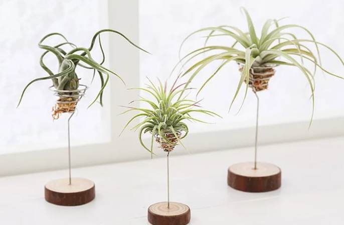 松蘿乾枯處理 松蘿乾枯處理