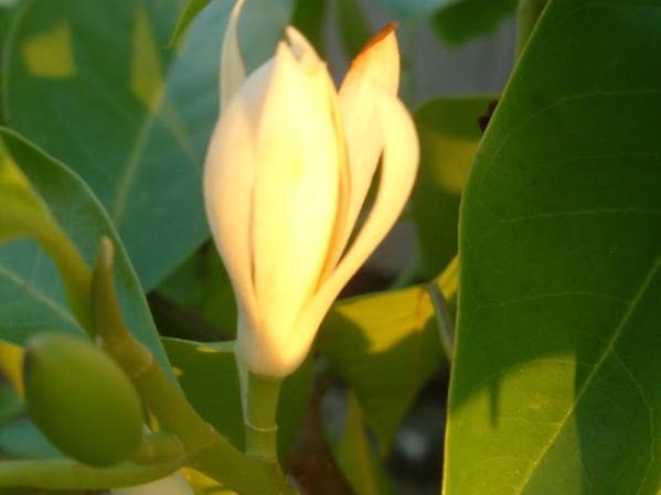 玉蘭花精油使用方法