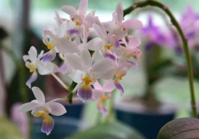 火山石優點 火山石優點