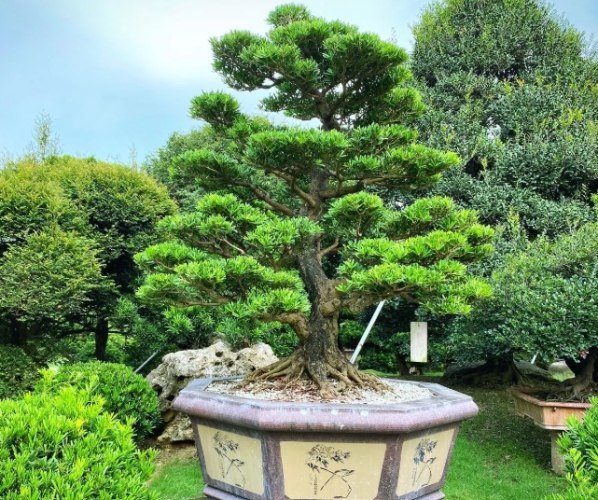 羅漢松造型技巧 羅漢松造型技巧