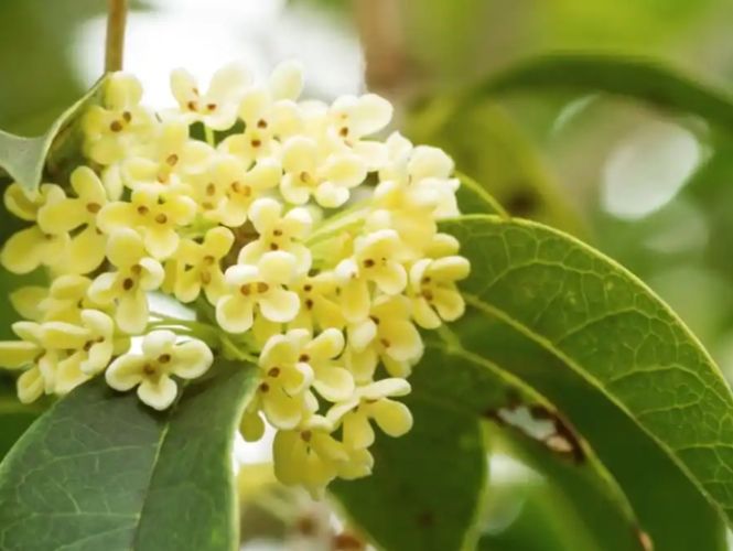 桂花病蟲害防治