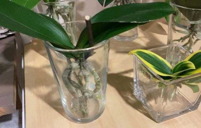 水培蘭花教學 水培蘭花教學