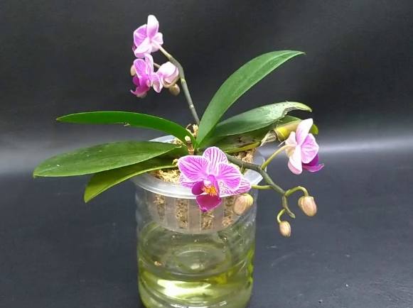 蘭花水培養護 蘭花水培養護