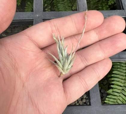 松萝空气凤梨养护 松萝空气凤梨养护