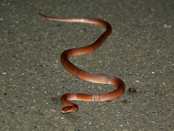 夢見紅色的蛇 意義 夢見紅色的蛇 意義