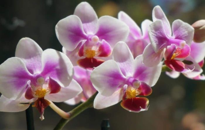 兰花浇太多水处理 兰花浇太多水处理