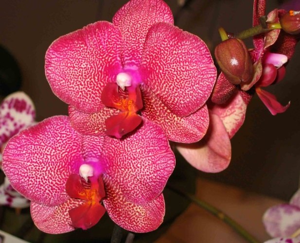 蘭花對狗有害 蘭花對狗有害