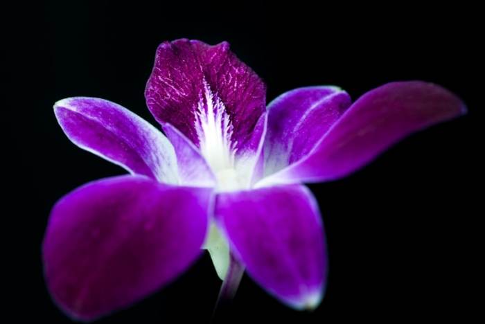 文心蘭澆水頻率