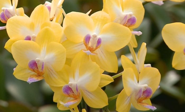 狗吃蘭花症狀 狗吃蘭花症狀