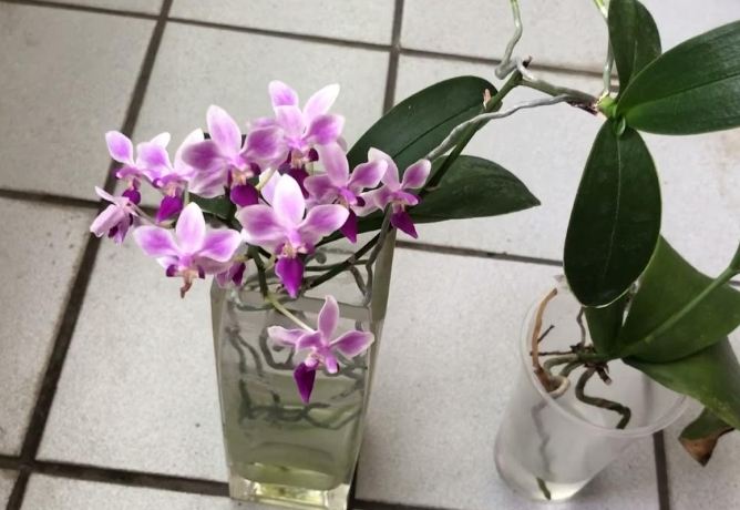 蝴蝶蘭水培方法