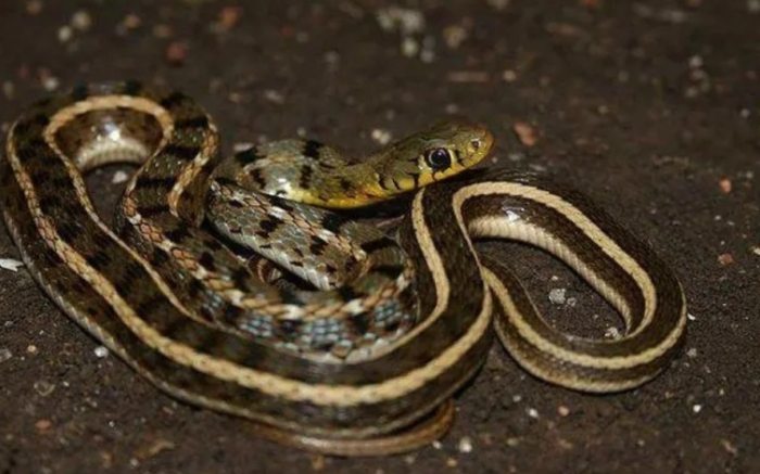 夢見蛇在路上含義 夢見蛇在路上含義