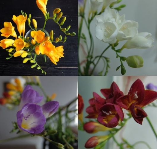 紫色花語意義 紫色花語意義