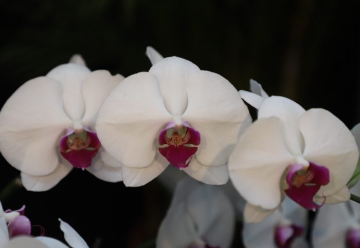 蘭花葉子枯黃處理