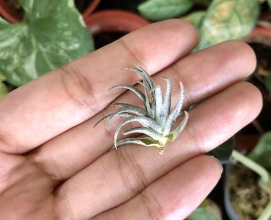 松萝空气凤梨养护 松萝空气凤梨养护