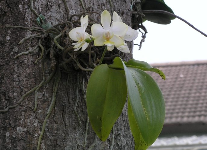 兰花浇水方法 兰花浇水方法