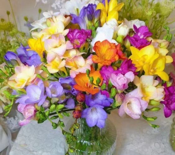 小蒼蘭養護技巧 小蒼蘭養護技巧