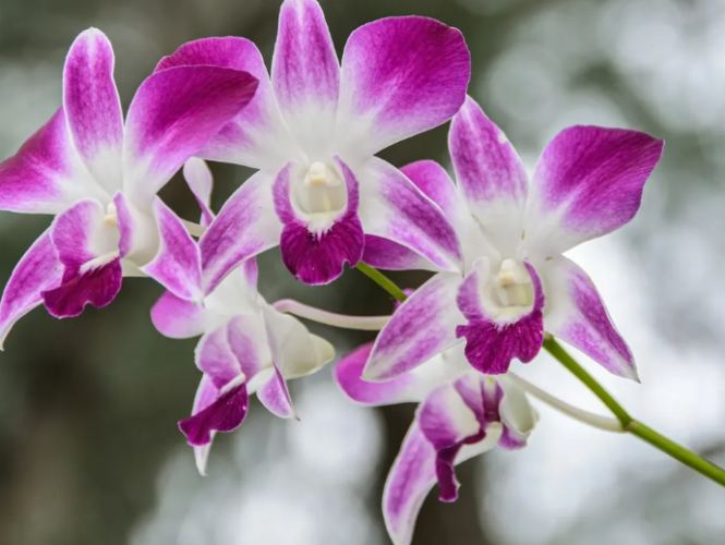 蝴蝶蘭分株技巧 蝴蝶蘭分株技巧